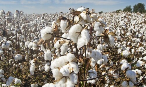Historia i zastosowanie bawełny – od uprawy do wykorzystania w przemyśle