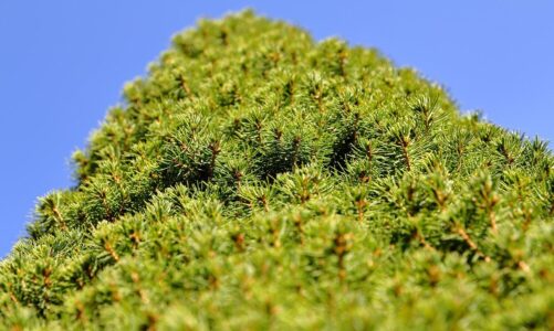 Najlepsze miniaturowe iglaki na balkon – aranżacje i pielęgnacja